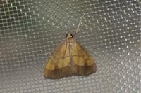 Evergestis limbata