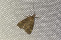 Pyrausta despicata