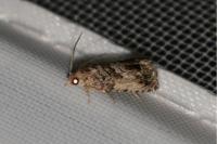 Cydia splendana