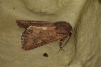 Luperina testacea
