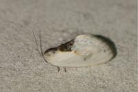 Cilix glaucata