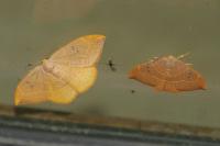 Watsonalla binaria