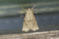 Apaidia mesogona
