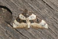 Cosmorhoe ocellata