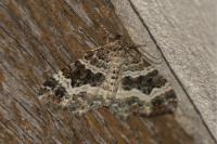 Epirrhoe alternata