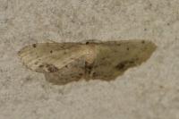 Idaea dimidiata