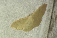 Idaea straminata