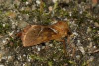 Triodia sylvina