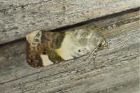 Acontia lucida