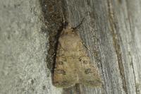 Agrotis segetum