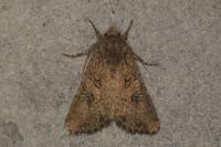 Anarta trifolii