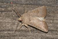 Hoplodrina ambigua