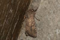 Luperina testacea