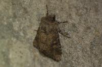 Luperina testacea