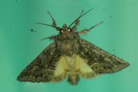 Thalpophila matura