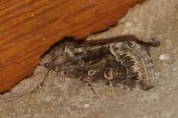 Thalpophila matura