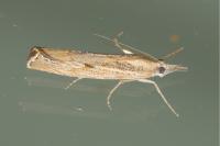 Agriphila geniculea