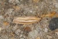 Agriphila tristella