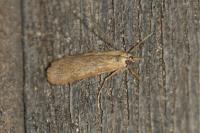 Nomophila noctuella