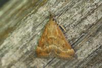 Pyrausta despicata