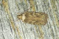 Depressaria daucella