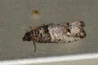 Notocelia incarnatana