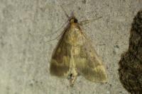 Ostrinia nubilalis