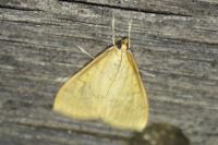 Ostrinia nubilalis