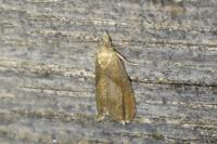 Dichrorampha simpliciana