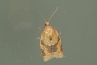 Clepsis consimilana