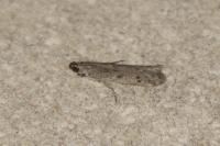 Phycitodes