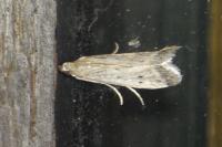 Phycitodes