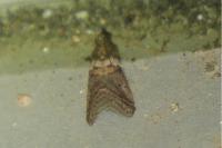 Acrobasis consociella