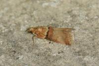 Acrobasis tumidana