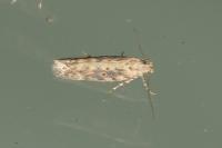 Scrobipalpa ocellatella