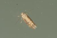 Scrobipalpa ocellatella