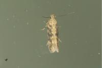 Scrobipalpa ocellatella