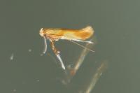 Caloptilia
