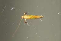Caloptilia