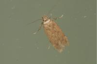 Bryotropha terrella