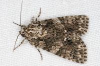 Acronicta rumicis