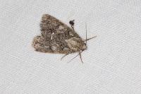 Acronicta rumicis