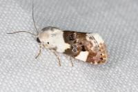 Acontia lucida