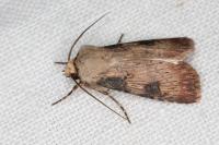 Agrotis puta
