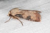 Agrotis puta