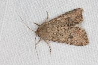 Anarta trifolii