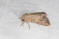 Anarta trifolii