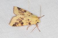 Cirrhia icteritia