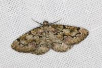 Cleorodes lichenaria