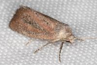 Coenobia rufa